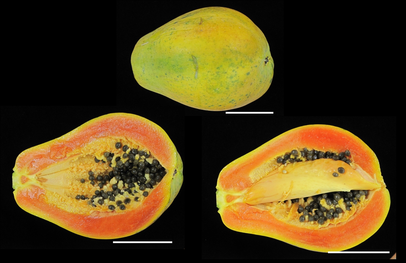 New developed allhermaphrodite molecular markers boost the papaya